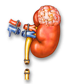 Dr. Avinash Singh Kidney Cancer Specialist